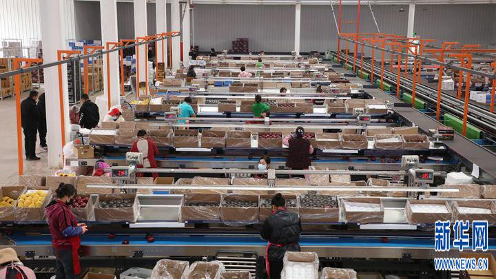 11月20日,在甘肃省平凉市庄浪县水洛镇一家果品公司的选果车间,工人正将经过智能分选后的苹果装箱。新华社记者 张智敏 摄