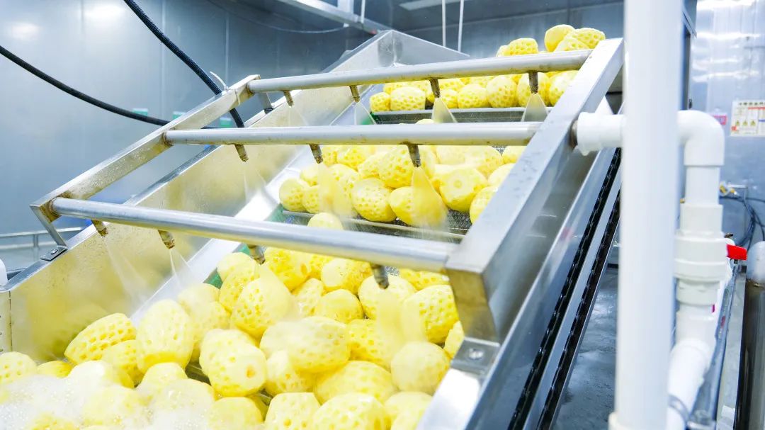 凤梨要怎么清洗 1f4e-910e66e99ed71e30f41cbed9c81ed558.jpg