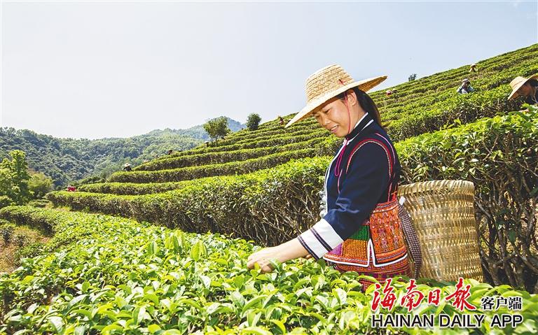 在五指山市水滿鄉椰仙茶園，茶農採摘茶葉。（資料圖）