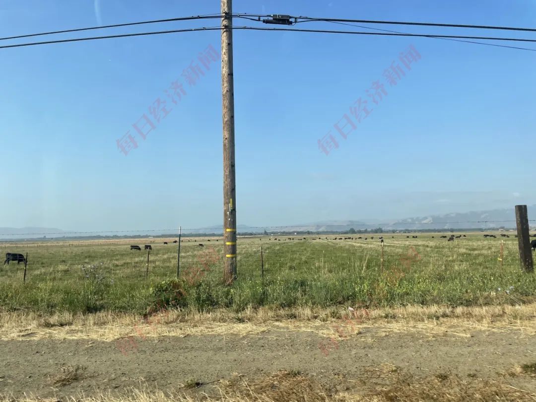 图为圣何塞-汉福德道路旁的牧场