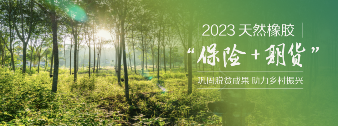 2023年“保险+期货”｜“保险+期货”帮助云南芒市胶农摆脱生产“痛点”期货"|"保险期货"帮助云南芒市胶农摆脱生产"痛点"2023年“保险+期货”｜“保险+期货”帮助云南芒市胶农摆脱生产“痛点”,第1张