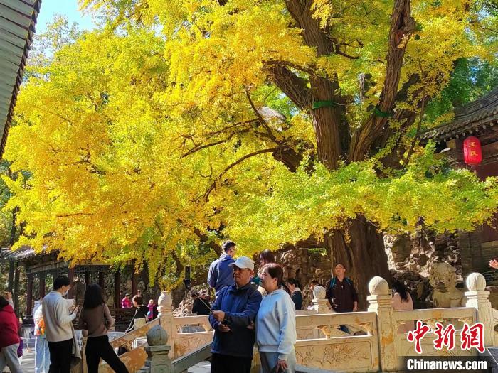 王瓊祠兩側,兩株500年樹齡的銀杏樹,每年秋季吸引大量遊客拍照打卡。高雨晴 攝