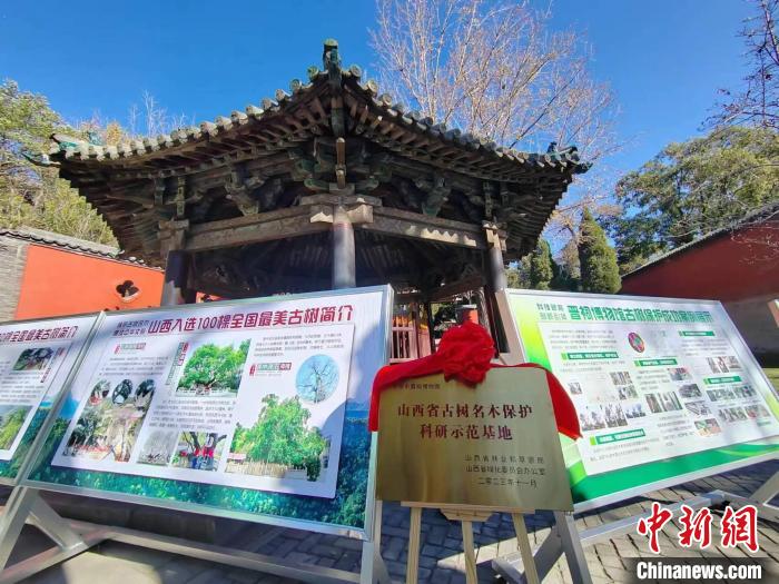 近日,晉祠博物館被授予「山西省古樹名木保護科研示範基地」稱號。高雨晴 攝