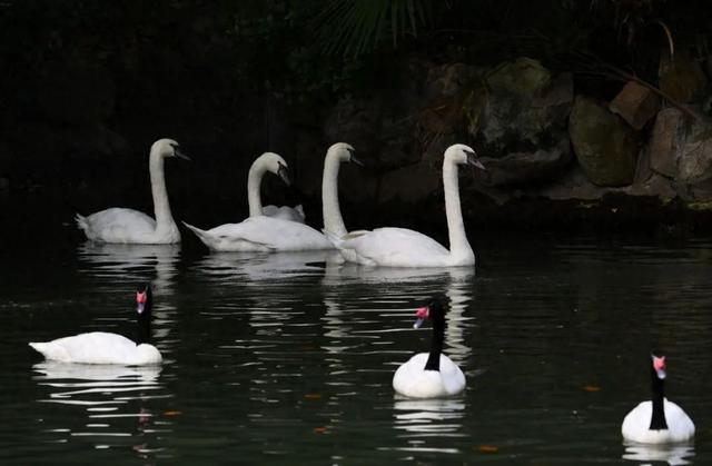 怎么才能变成天鹅颈 8e88-c11f82ba16515e71b74a2a8eed42b875.jpg