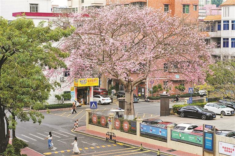 11月29日,在龙岗区平湖街道上木古社区党群服务中心外,美丽异木棉花开满枝头。 深圳晚报记者 陆颖 摄