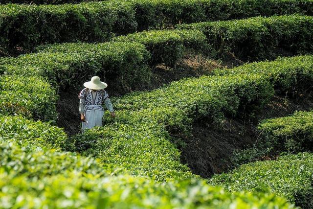(图:喜茶在云南普洱的甄选茶园)