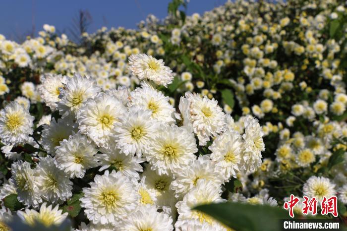 11月17日，安徽省歙縣北岸鎮金竹村的黃山貢菊盛開。張強攝