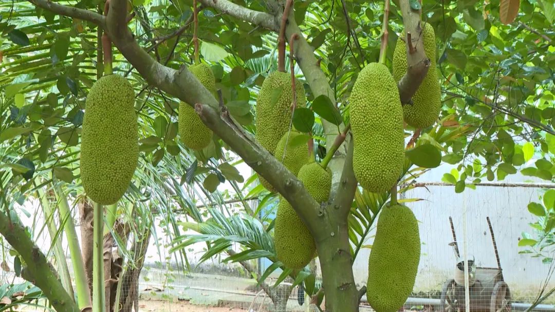怎么种菠萝蜜树 af54-f4f75cf474f75c3b5af8fac927cff29a.jpg