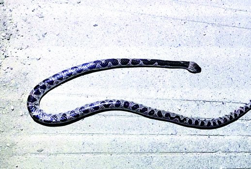 蛇是两栖吗 c676-3cce7235ab8276804f76ee0116b5a9a5.jpg