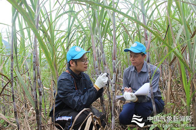 崇左市气象部门开展甘蔗生产现场服务,进一步了解甘蔗耕、种、管、收、运、榨等各环节服务需求。郭彬 摄影