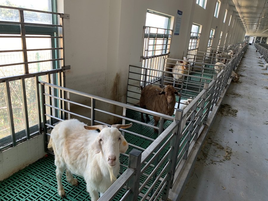 冬天怎么养小羊 252e-9842ac2936862b8babea26e5e2b2c375.jpg