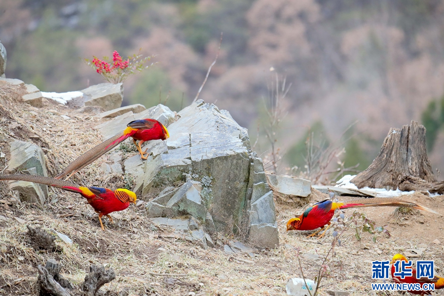   12月23日，在河南省三門峽市盧氏縣文峪鄉灰堆石村拍攝的紅腹錦雞。
