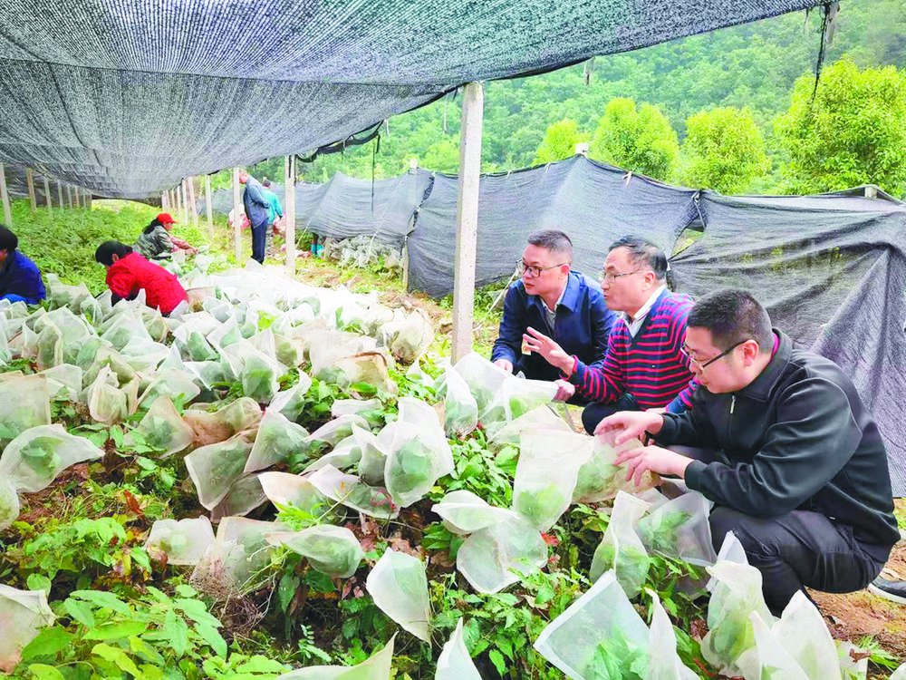 专家团队在田间进行技术指导