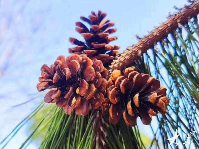 什么样的松树有松塔 11e4-eae44ad5f3e5b0a3f9e4e15d4915a566.jpg