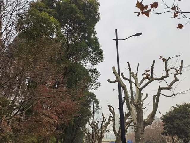 △虹桥路上的行道树经过重修剪后,高度得到了有效控制,路灯也不再藏在树冠内。