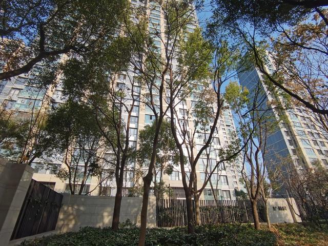 △图为影响邱女士家采光的两棵香樟树,树冠上已能看到一些抽稀修剪的痕迹。