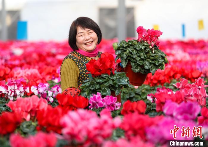 花农开心地管理花卉。张进刚 摄