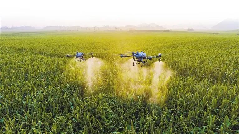 大疆农业无人机T60(右)与T25P在田间作业。新华社发