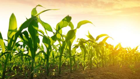原料‖ 国际玉米价格大幅下调，跌至三年新低
