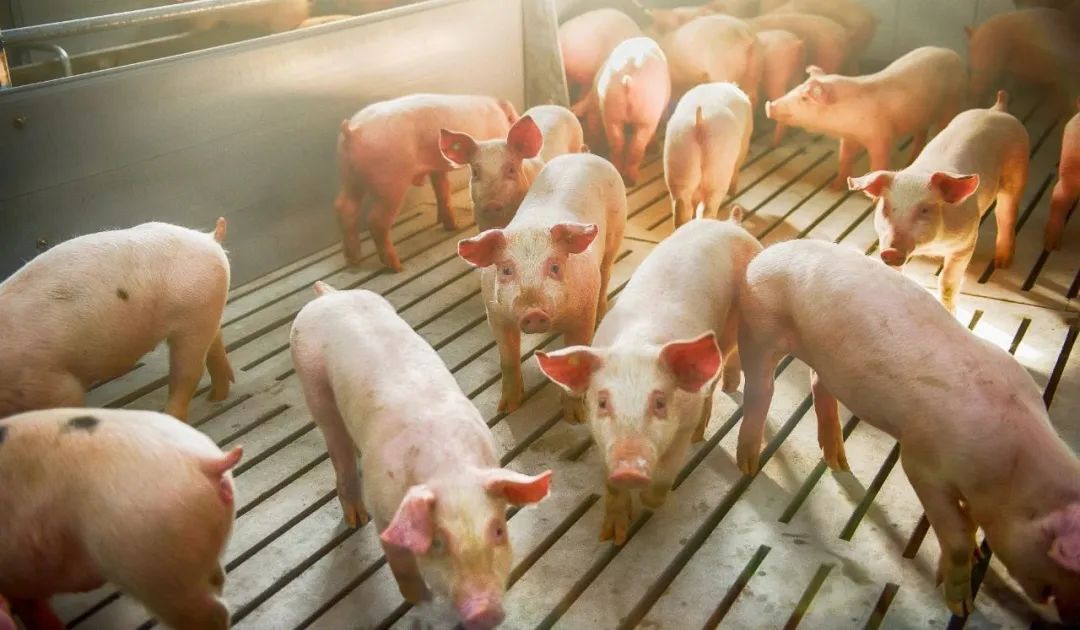 生猪养殖亏损成常态，行业在2024年该如何生存？