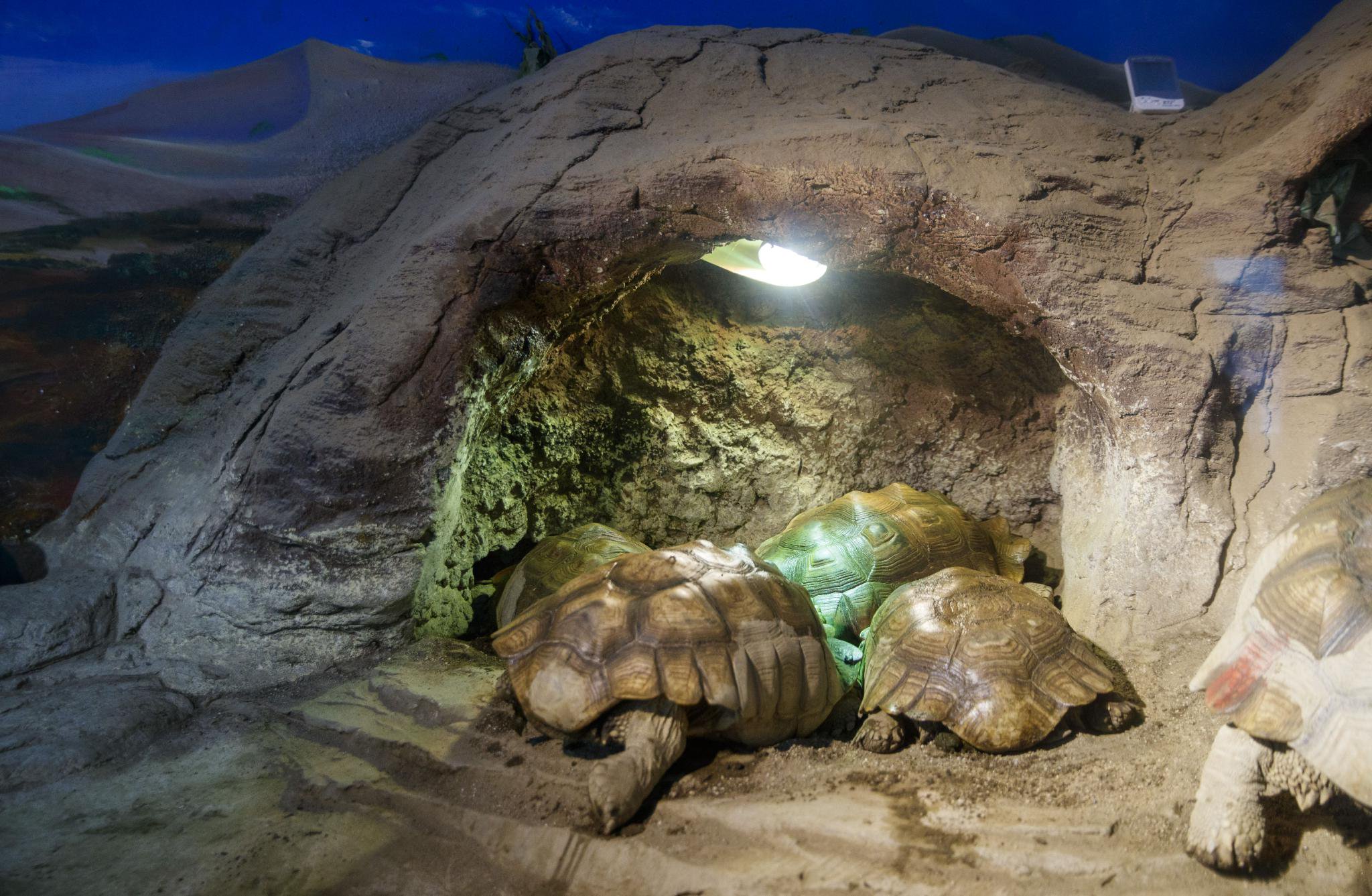 蛇是爬行还是两栖动物 5d8a-8ad9d6b021738da268d5a7515b18dac1.jpg