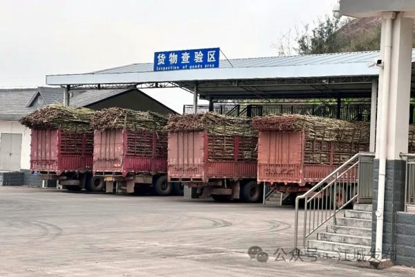 云南：“边民互市＋落地加工”助力口岸经济发展 糖企受益