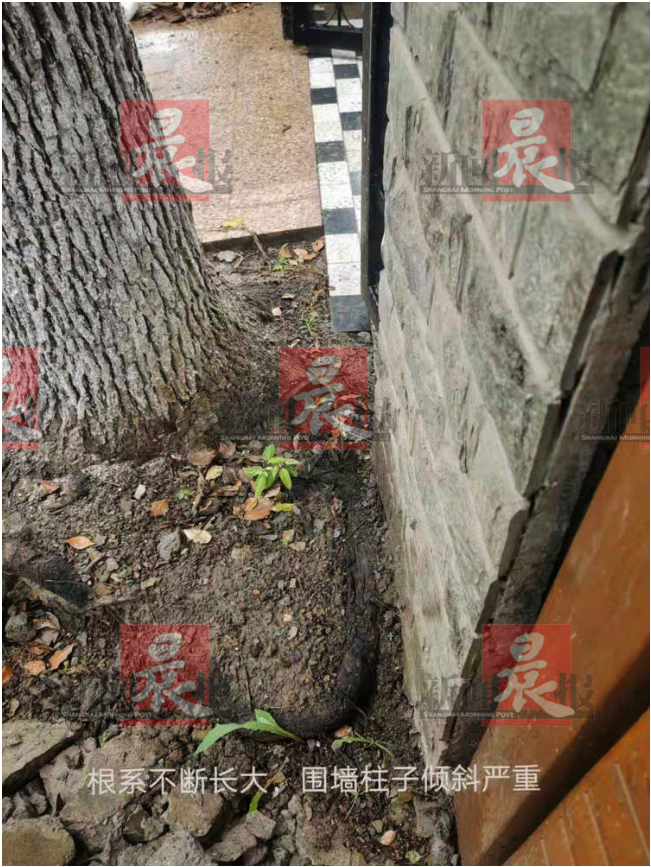 ▲业主家门口大树拱歪了围墙柱子