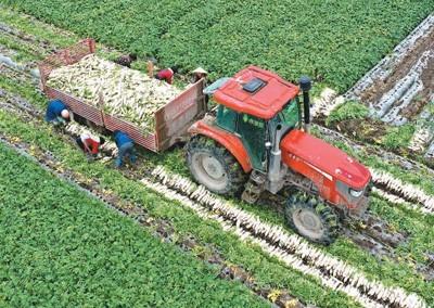 粮食产量连续9年稳定在1.3万亿斤以上——“三农”基本盘进一步夯实（粮食产量连续8年站稳1.3万亿斤）粮食产量连续几年稳定在13000亿斤以上，