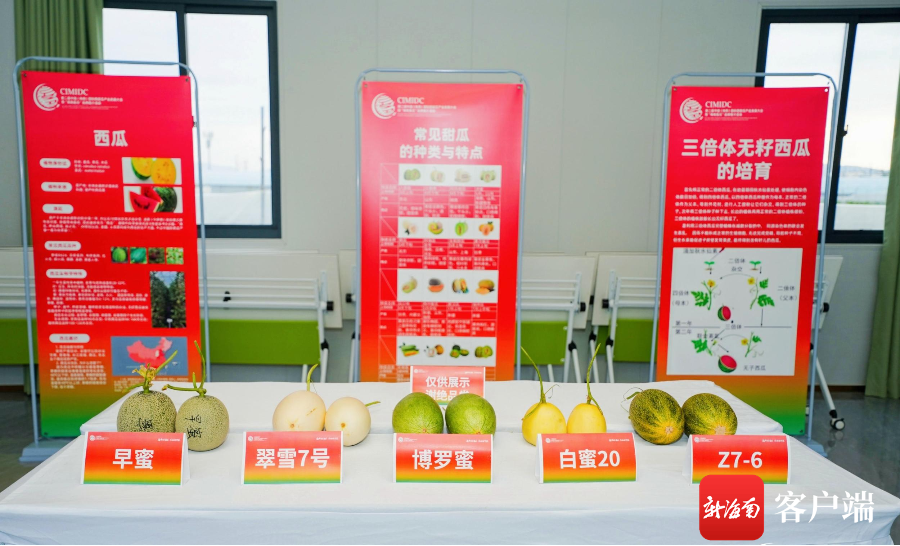 　　1月27日，百名“吃瓜群众”三亚齐品西甜瓜新品种的甜蜜。图为展示的西甜瓜。主办方供图