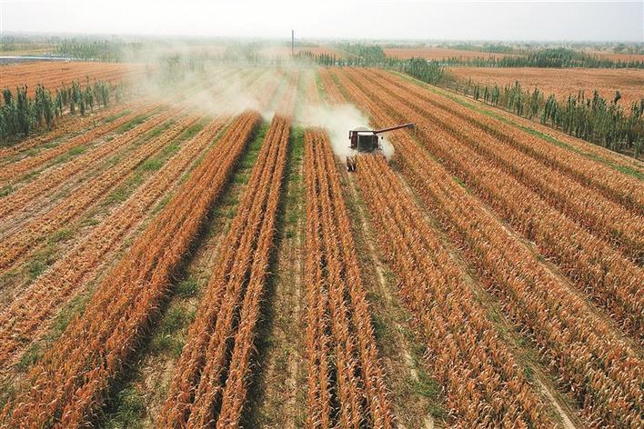 现在可以种植什么粮食 7062-924a06073bb908ff89bc58c1e3217759.jpg