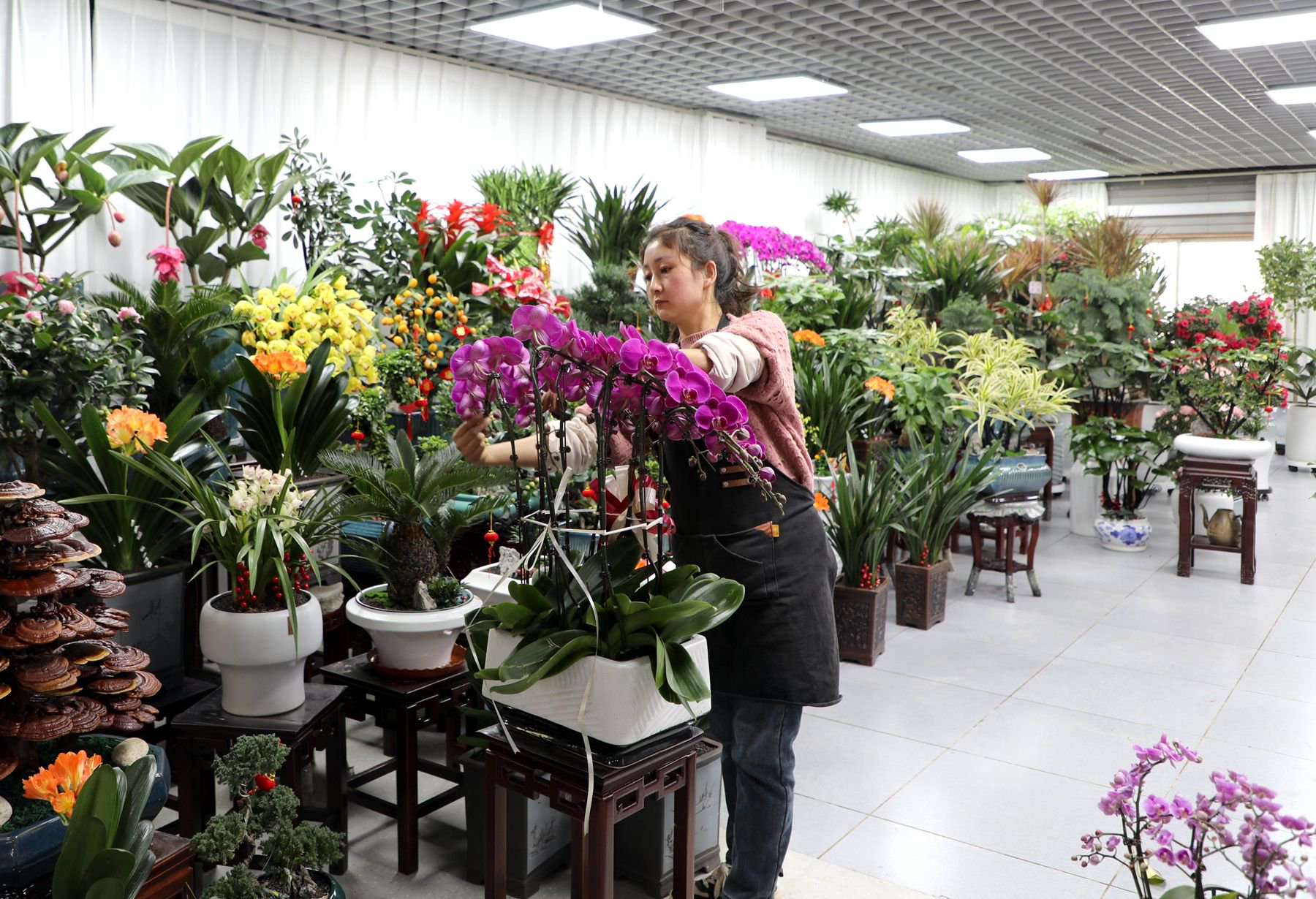 盆栽花卉市场 7d99-4b93876f2f293a4797cd3fd987f45688.jpg