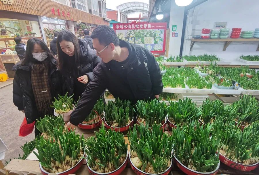 水仙是年宵花市场的老牌主力。陈玺撼摄