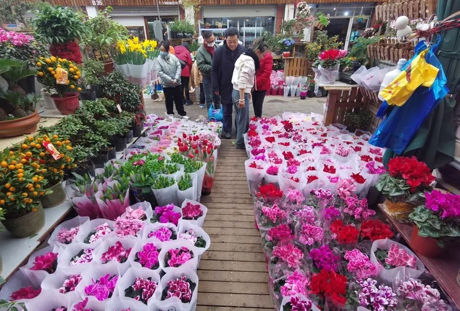 岚灵花鸟市场,市民挑选年宵花。陈玺撼摄