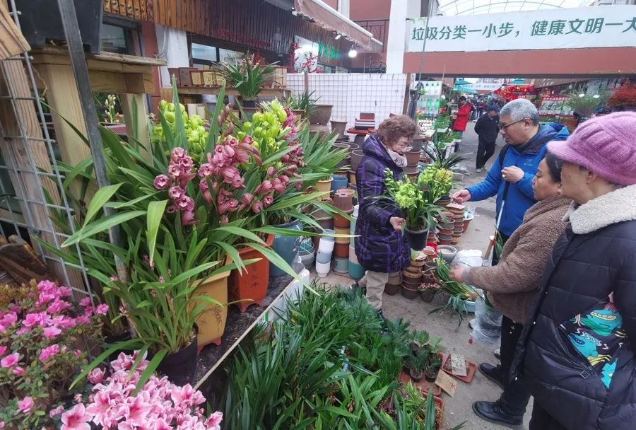岚灵花鸟市场,市民挑选年宵花。陈玺撼摄