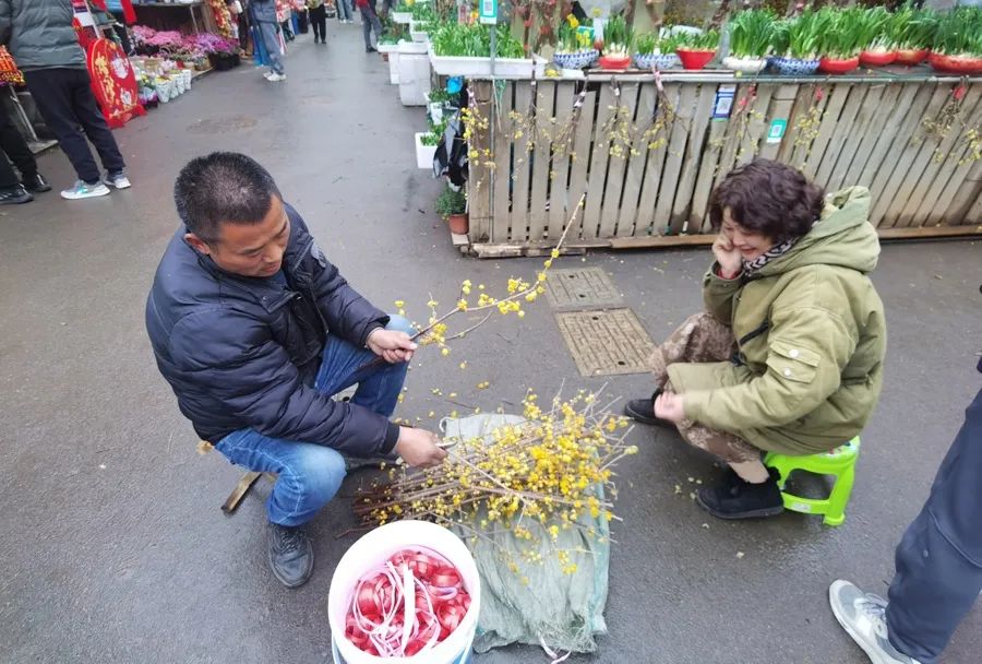 买花人耐心等待蜡梅修剪好,几元一枝的蜡梅卖得相当快。陈玺撼摄