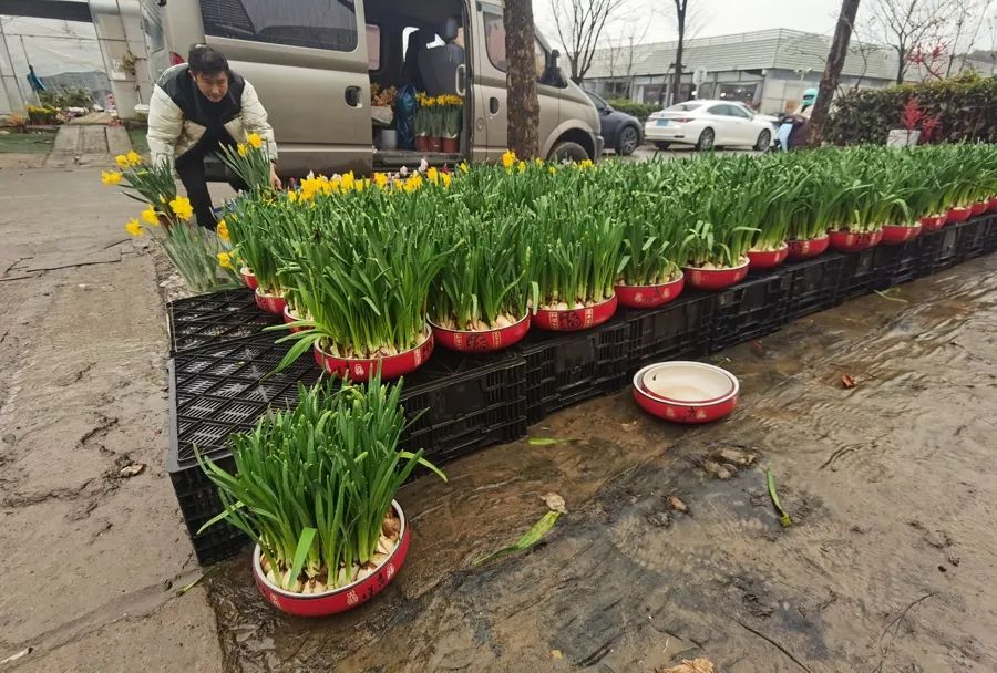 虹桥花谷,花店采购员往车上搬了好几盆水仙。陈玺撼摄