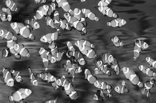 图片来源:AQUA PRESS/BIOSPHOTO