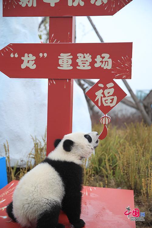 成都大熊貓繁育研究基地2023級新生熊貓寶寶在活動現場玩耍「接福」中國網發 大熊貓國家保護研究中心供圖