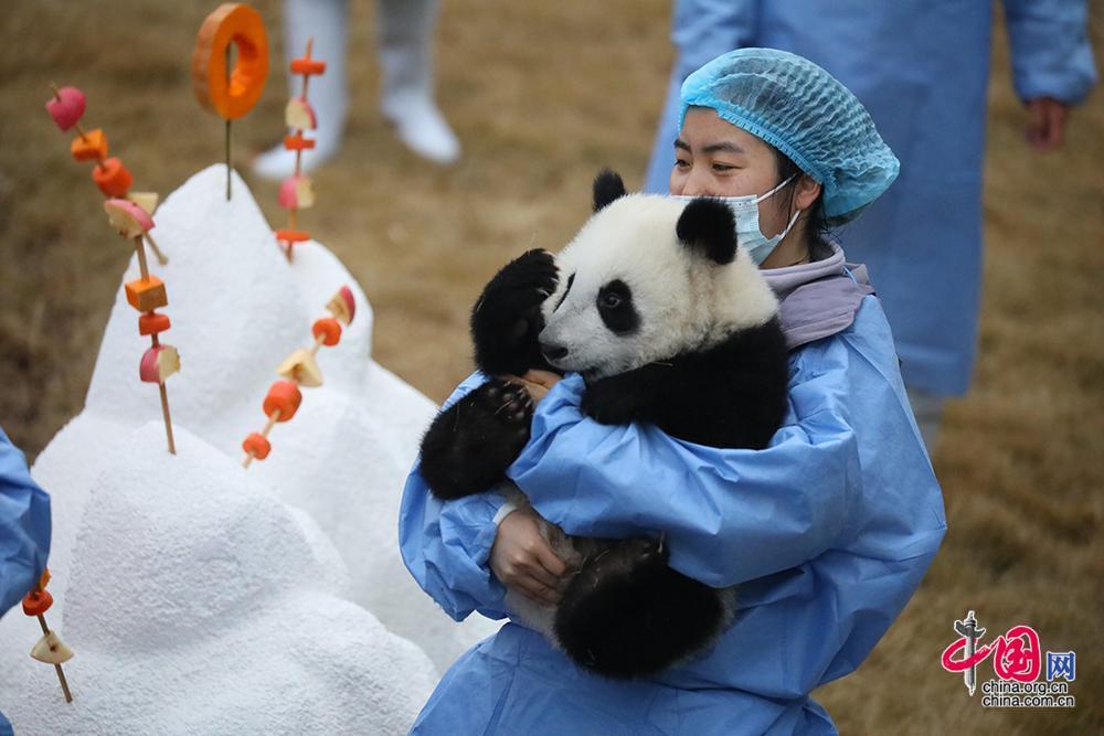 2023級新生熊貓寶寶在工作人員懷裡玩耍撒嬌 中國網發 大熊貓國家保護研究中心供圖