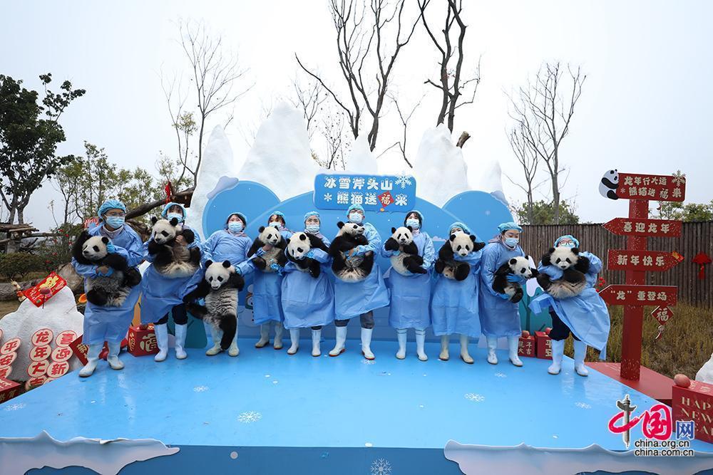 成都大熊貓繁育研究基地2023級新生熊貓寶寶集體亮相賀新春 中國網發 大熊貓國家保護研究中心供圖