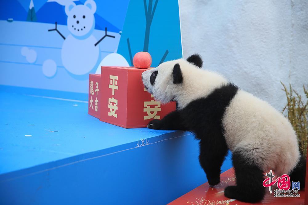 成都大熊貓繁育研究基地2023級新生熊貓寶寶在活動現場玩耍 中國網發 大熊貓國家保護研究中心供圖