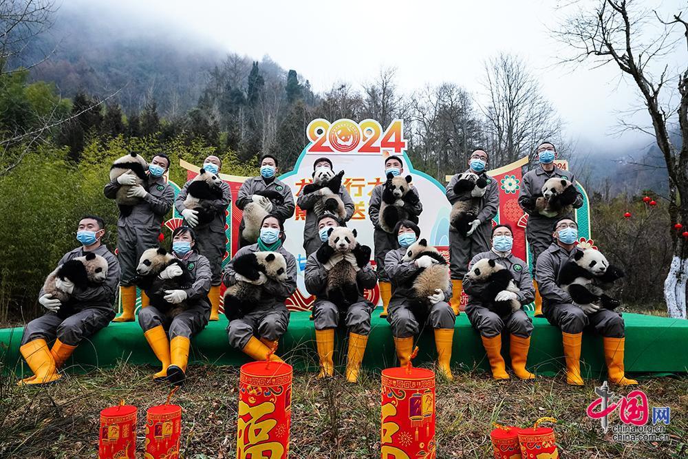 中國大熊貓保護研究中心2023級新生熊貓寶寶