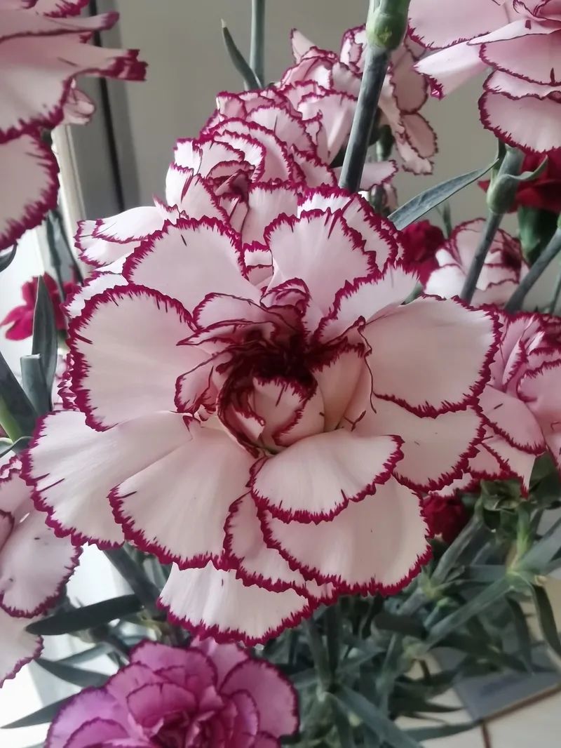 紫精灵康乃馨主色为白色,花瓣边缘呈紫色,有如花瓣上舞动的精灵。