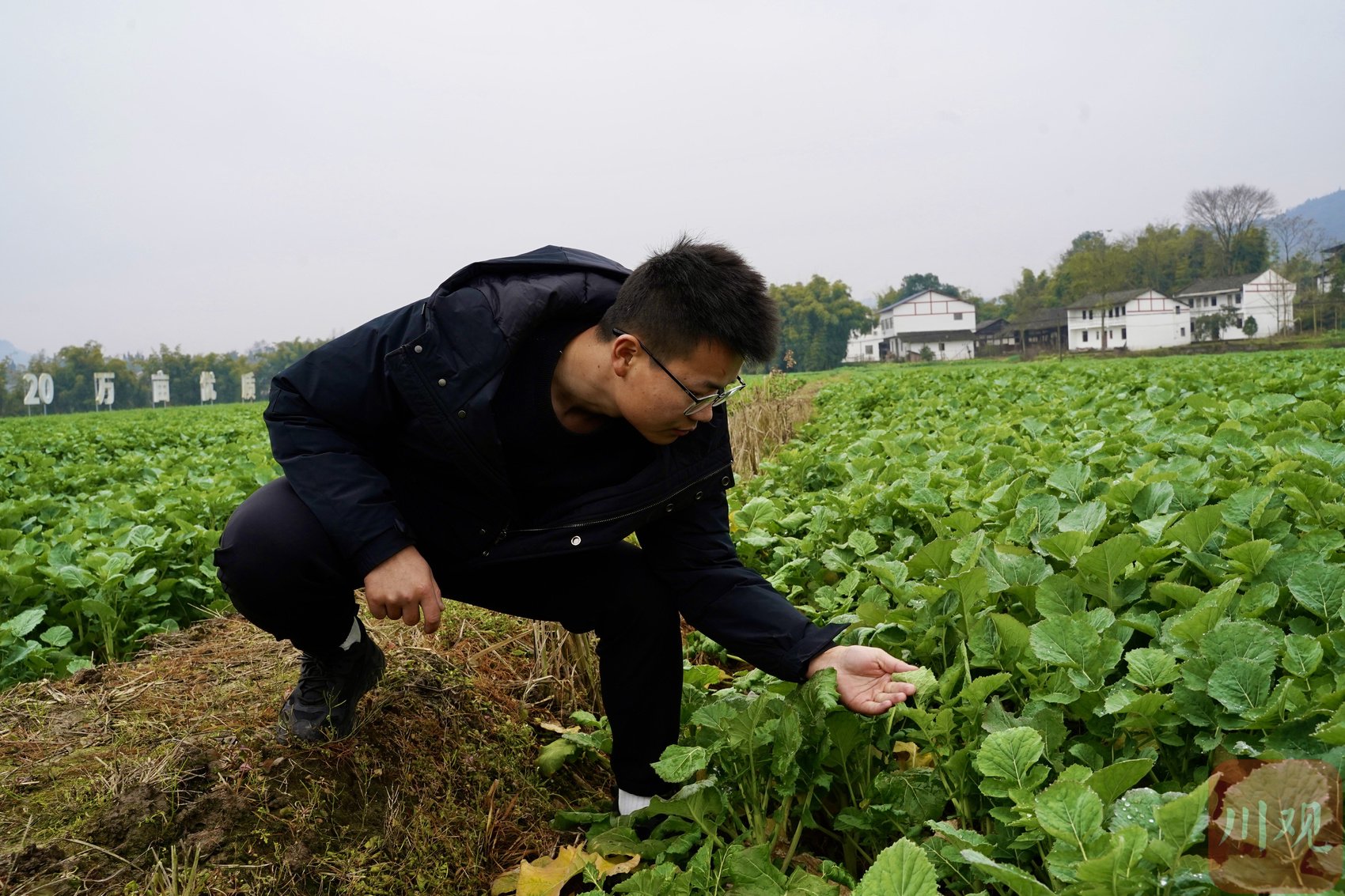 宋辉查看油菜的长势。 吴迪 摄