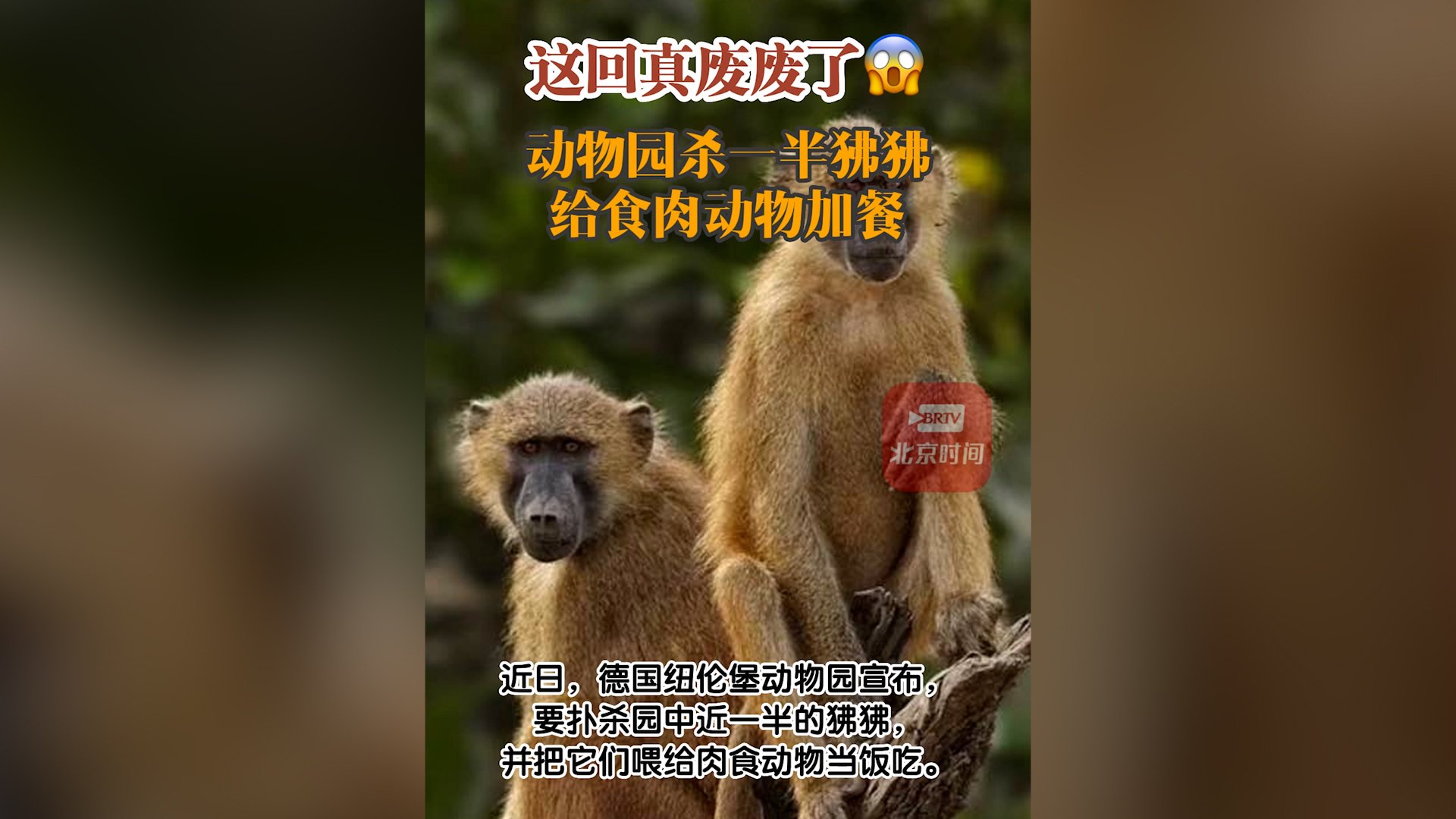 狒狒动物园第一季合集 59c7-772528e889747f3749c6c65b5d1c6b09.jpg