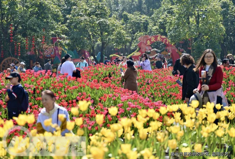 春节期间,南宁市内各大旅游景区火爆。在青秀山风景区,品种多样的迎春花卉在阳光下盛放,引来众多游客。记者 潘浩 摄
