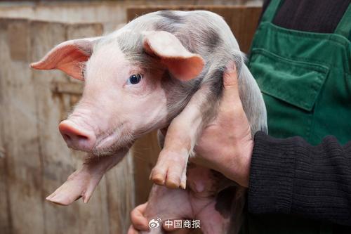 牧原股份、温氏股份等上市猪企均表示,预计2024年的生猪市场行情会比2023年乐观。(图片由摄图网提供)