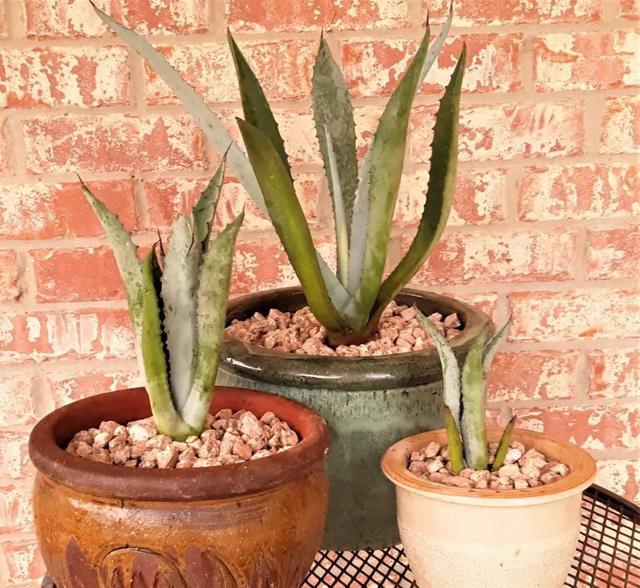 为什么有人喜欢养龙舌兰 c81c-703cd6ebd1c34238348aa1e6db60cac9.jpg