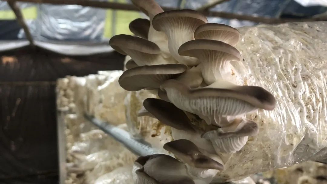 蘑菇要怎么种才好呢 b16b-86bd2566bf1f126964bfb8eb26bd0730.jpg