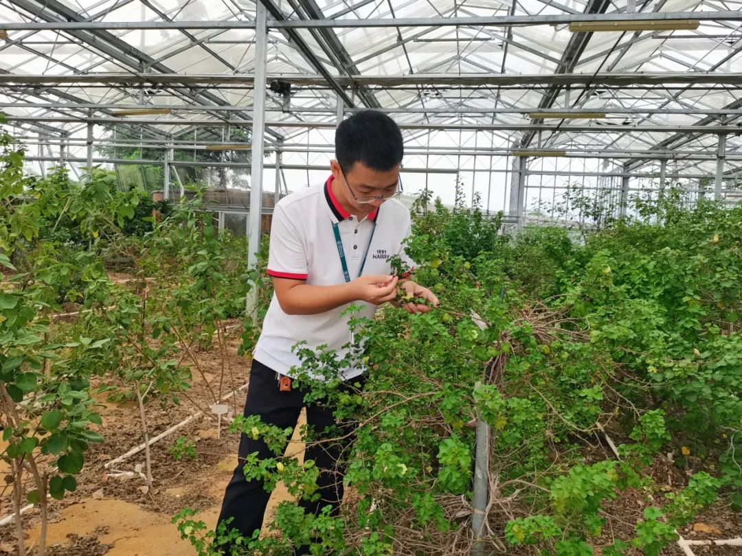 ▲在国家野生棉种质资源圃的温室中,中国农科院棉花研究所海南科研中心负责人刘记正在观察野生棉的生长情况。陈楠 摄